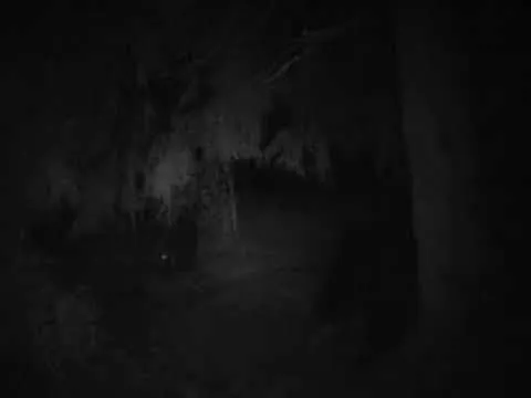 VIDEO Imagini nocturne rare cu doi urși care se hrănesc cu un cerb, suprinse în munții Călimani