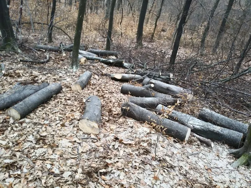 Prinși de jandarmi în timp ce tăiau ilegal arbori FOTO