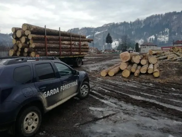 Garda Forestieră a confiscat aproape patru sute de metri cubi de lemn într-o singură săptămână