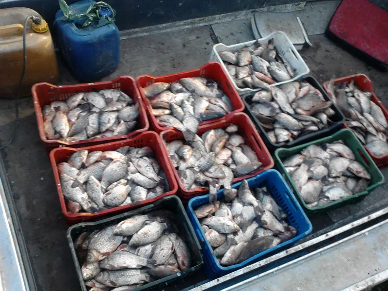 Peste 160 de kg de pește și produse din pește, confiscate de polițiști