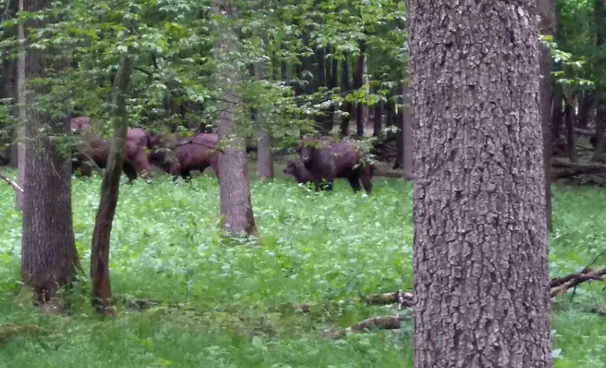 VIDEO Campioana Gloria Buzău a fost învinsă cu 2-0 de Foresta Suceava