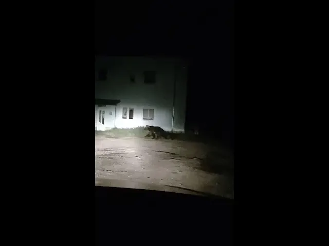 VIDEO Primele imagini cu ursoaica cu pui care a speriat locuitorii stațiunii Câmpulung Moldovenesc