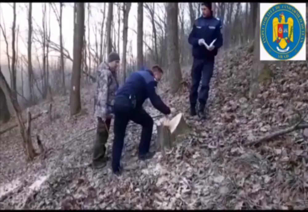 Un bărbat s-a ales cu dosar penal după ce a tăiat ilegal 48 de arbori