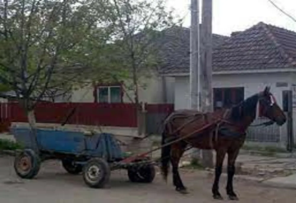 Atât de beat că a căzut din căruță