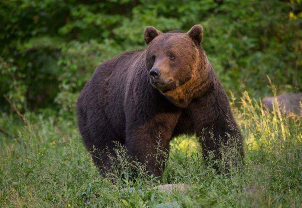 Lansarea Campaniei media de informare și conștientizare a publicului larg cu privire la conservarea populației de urs brun din România