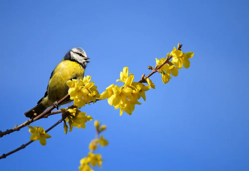 VREMEA 14 APRILIE. TEMPERATURI NORMALE PENTRU PERIOADA DIN CALENDAR 