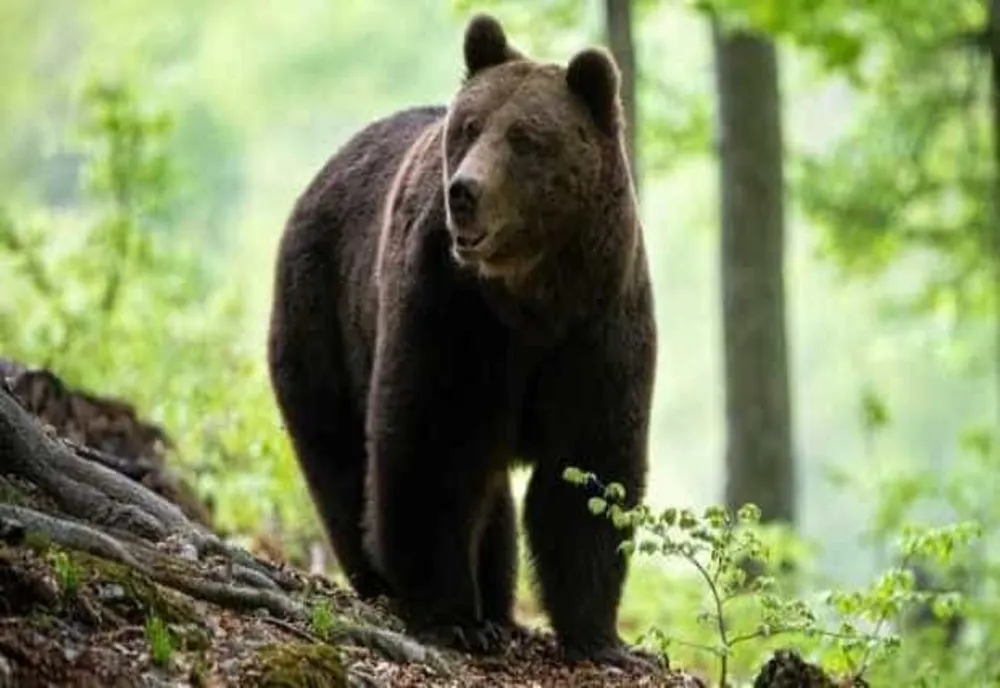 URS APĂRUT LÂNGĂ O CABANĂ DIN BICAZ CHEI. A FOST EMIS MESAJ RO-ALERT 