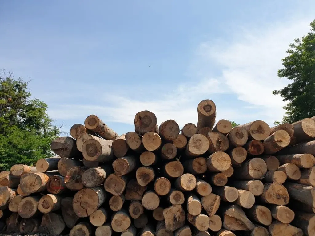 2 persoane reținute pentru infracțiuni silvice, în județul Suceava