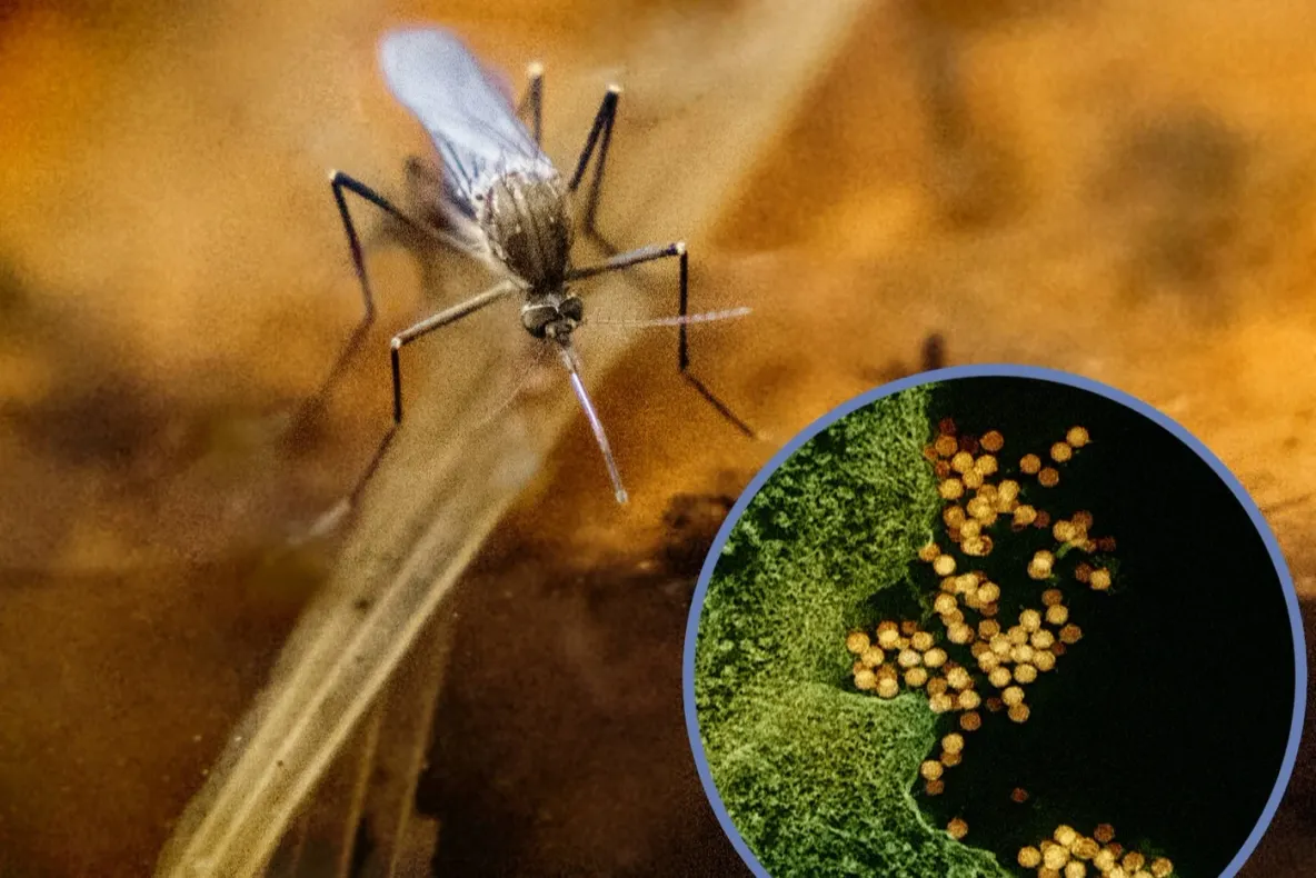 INSP: 2 cazuri de infecție cu virusul West Nile, confirmate în Suceava în 2026