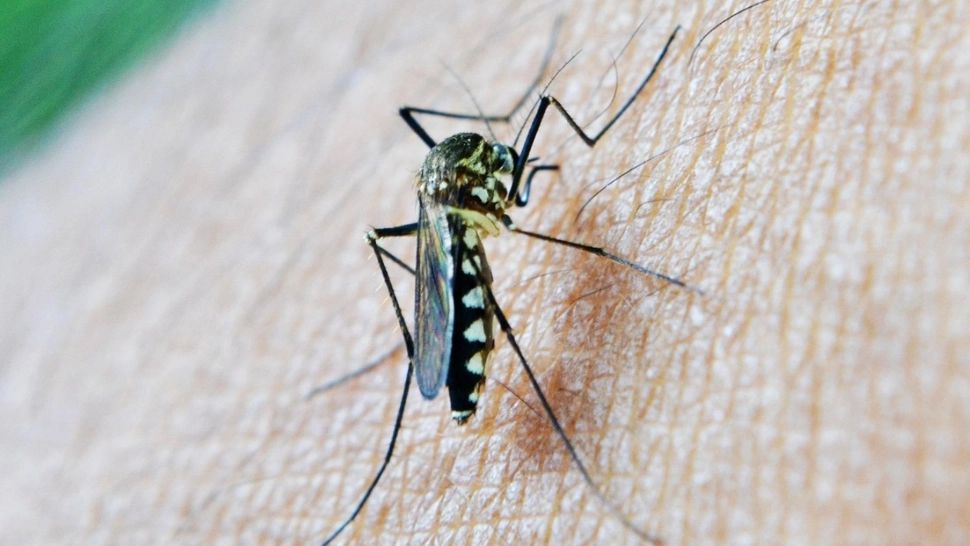 Cazuri de malarie confirmate în România: ministrul Alexandru Rogobete explică situația și recomandă vaccinarea înainte de călătoriile în zone exotice