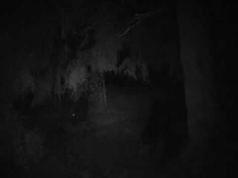 VIDEO Imagini nocturne rare cu doi urși care se hrănesc cu un cerb, suprinse în munții Călimani