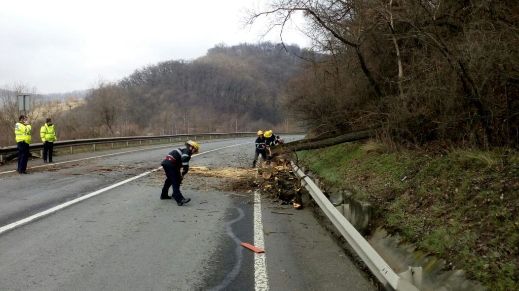 DN 17 blocat pe un sens, pe raza localității Pojorâta, după ce un arbore a căzut pe carosabil