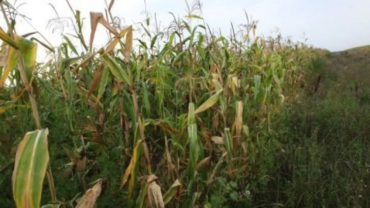 Tânăr beat și cu permisul suspendat, urmărit de polițiști. S-a oprit cu mașina într-un lan de porumb