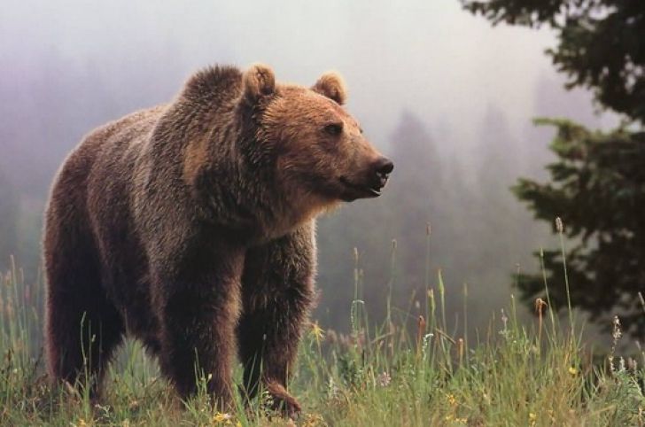 Un bărbat din Frasin s-a întâlnit cu un urs în timp ce se afla în pădure la cules de bureți