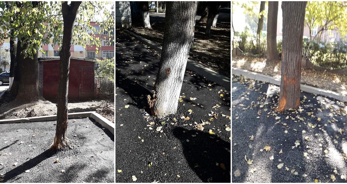 FOTO „Dorel” de la Rădăuți a asfaltat copacii dintre blocuri