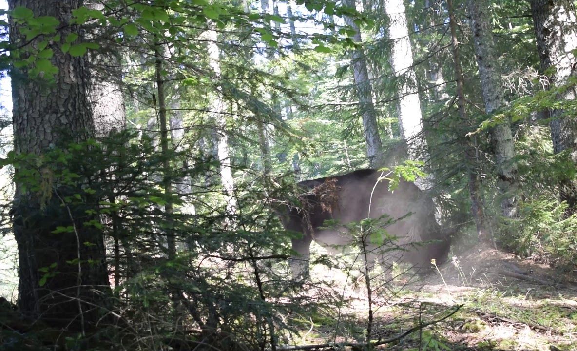 VIDEO Foresta Suceava - CSM Roman: 5-1