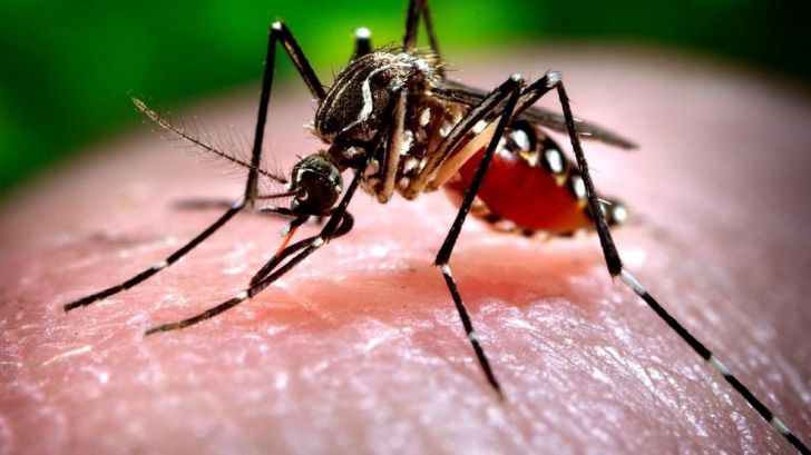 Al treilea caz de infecție cu WEST NILE, confirmat la Suceava