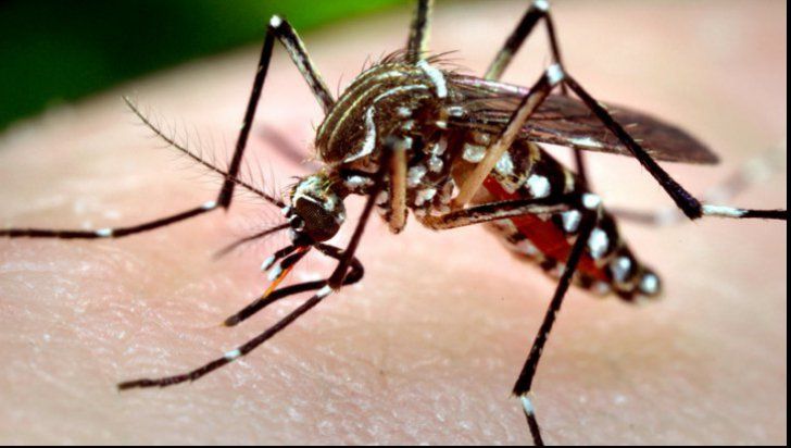 A fost confirmat primul caz de West Nile în Suceava
