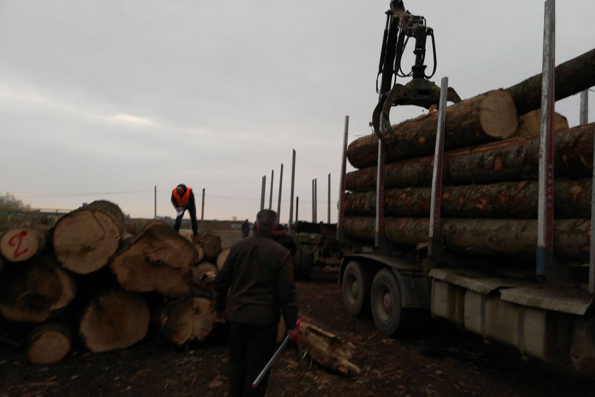 Patru transporturi ilegale de lemn, depistate în trafic de Garda Forestieră Suceava FOTO