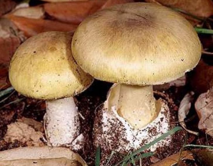 Un bărbat s-a dus în pădure să culeagă ciuperci. Cât a fost plecat concubina i-a furat lucrurile din casă