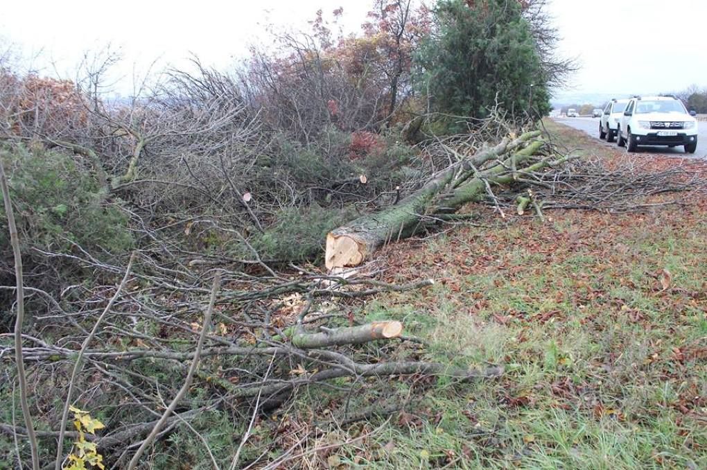 Un bărbat s-a ales cu dosar penal după ce a tăiat ilegal peste 150 de arbori