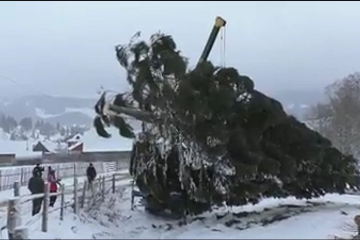 Pomul de Crăciun din centrul Chișinăului, oferit de silvicultorii suceveni FOTO