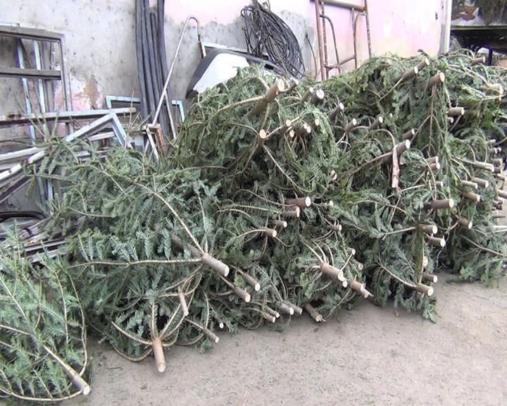 Primii brazi de Crăciun confiscați de polițiștii suceveni în acest sezon