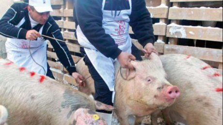Măsuri suplimentare de prevenire a răspândirii pestei porcine africane şi controale intensificate ale inspectorilor sanitar veterinari în perioada sărbătorilor