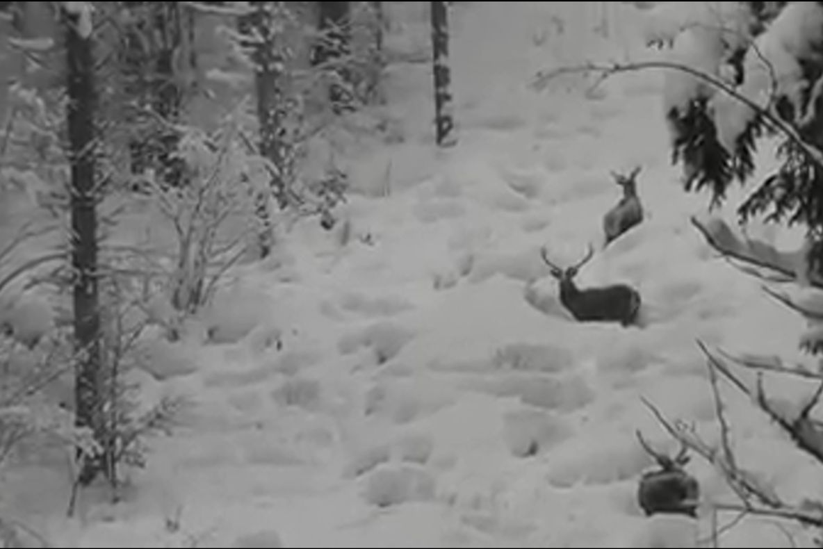 Imagini spectaculoase cu trei cerbi care își fac drum prin stratul gros de zăpadă, surprinse în Parcul Național Călimani VIDEO