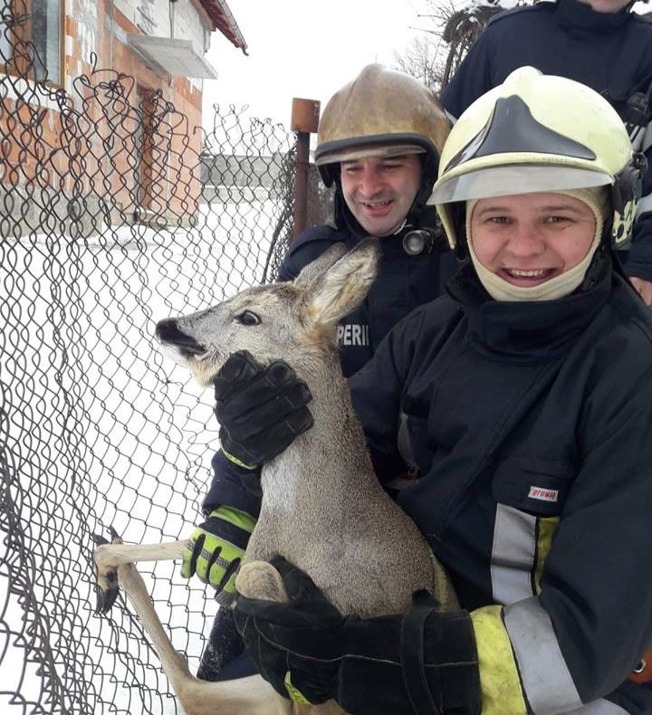 O căprioară care s-a blocat în plasa unui gard, salvată de pompierii sireteni VIDEO