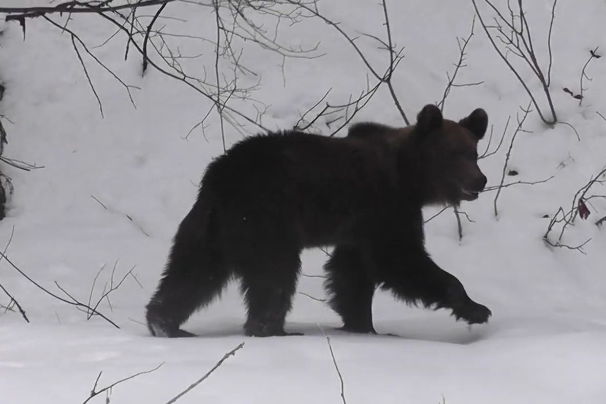 Imagini cu un urs ieșit din hibernare surprinse în Parcul Național Călimani VIDEO