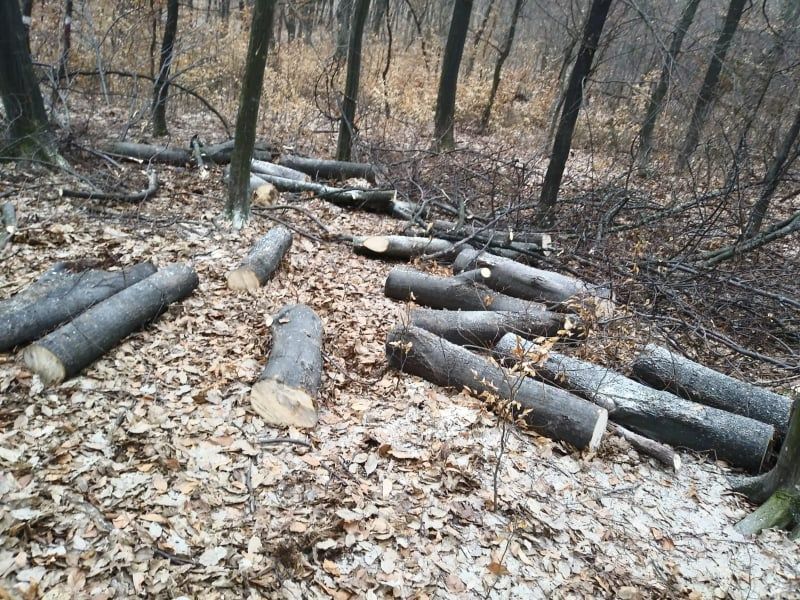 Prinși de jandarmi în timp ce tăiau ilegal arbori FOTO