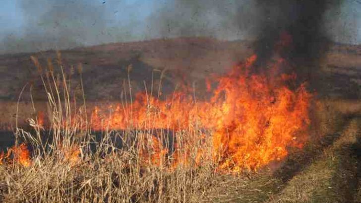 Cinci incendii de vegetație uscată produse în ultimele 24 de ore