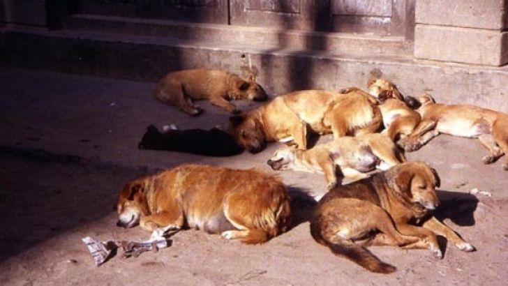 Femeie crezută decedată, găsită în casă cu 17 câini