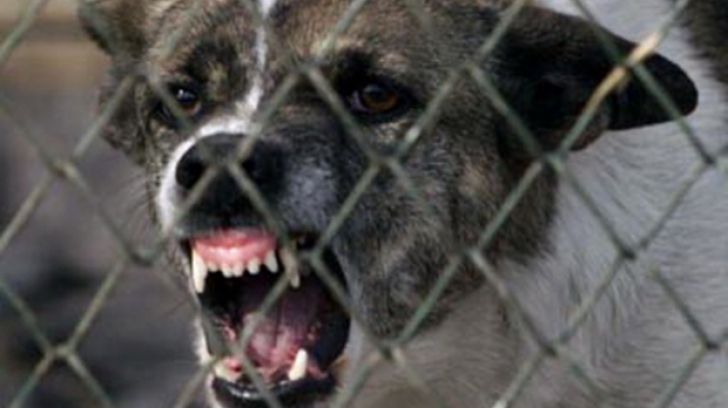 O fetiță de 11 ani a ajuns la spital după ce a fost mușcată de un câine