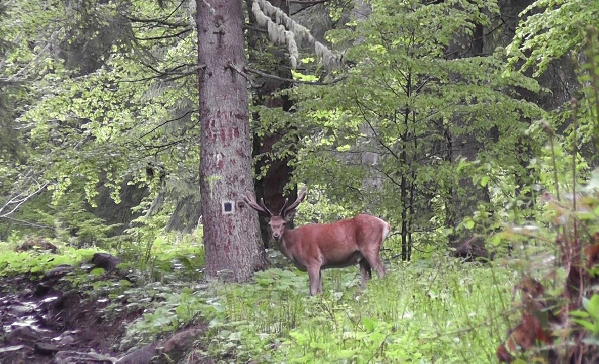 VIDEO Cerb filmat în sălbăticie, într-o pădure din Parcul Național Călimani