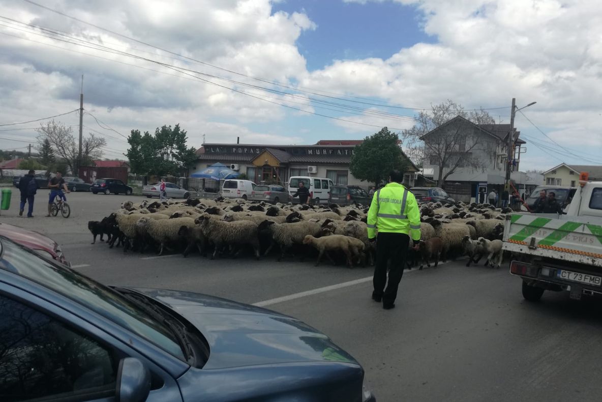 Un cioban a murit după ce a fost înjunghiat de un bărbat din Frasin