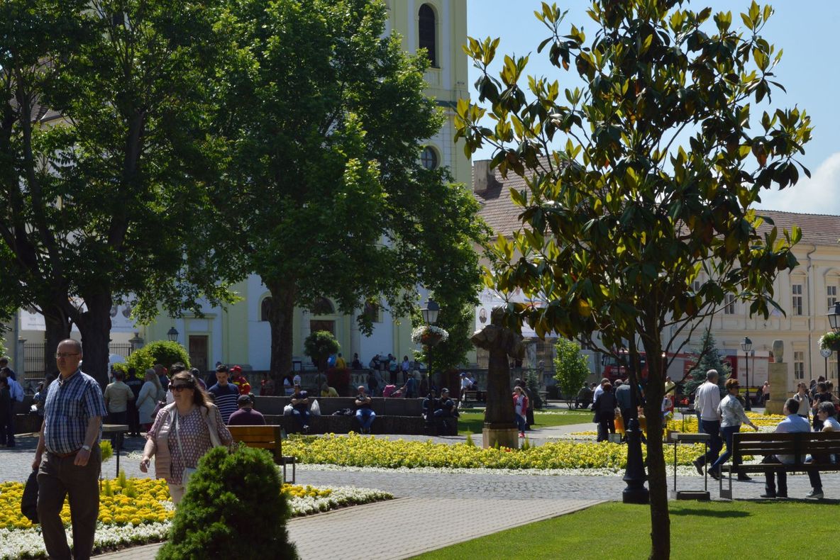 Un arbore a căzut peste un autoturism în Siret FOTO