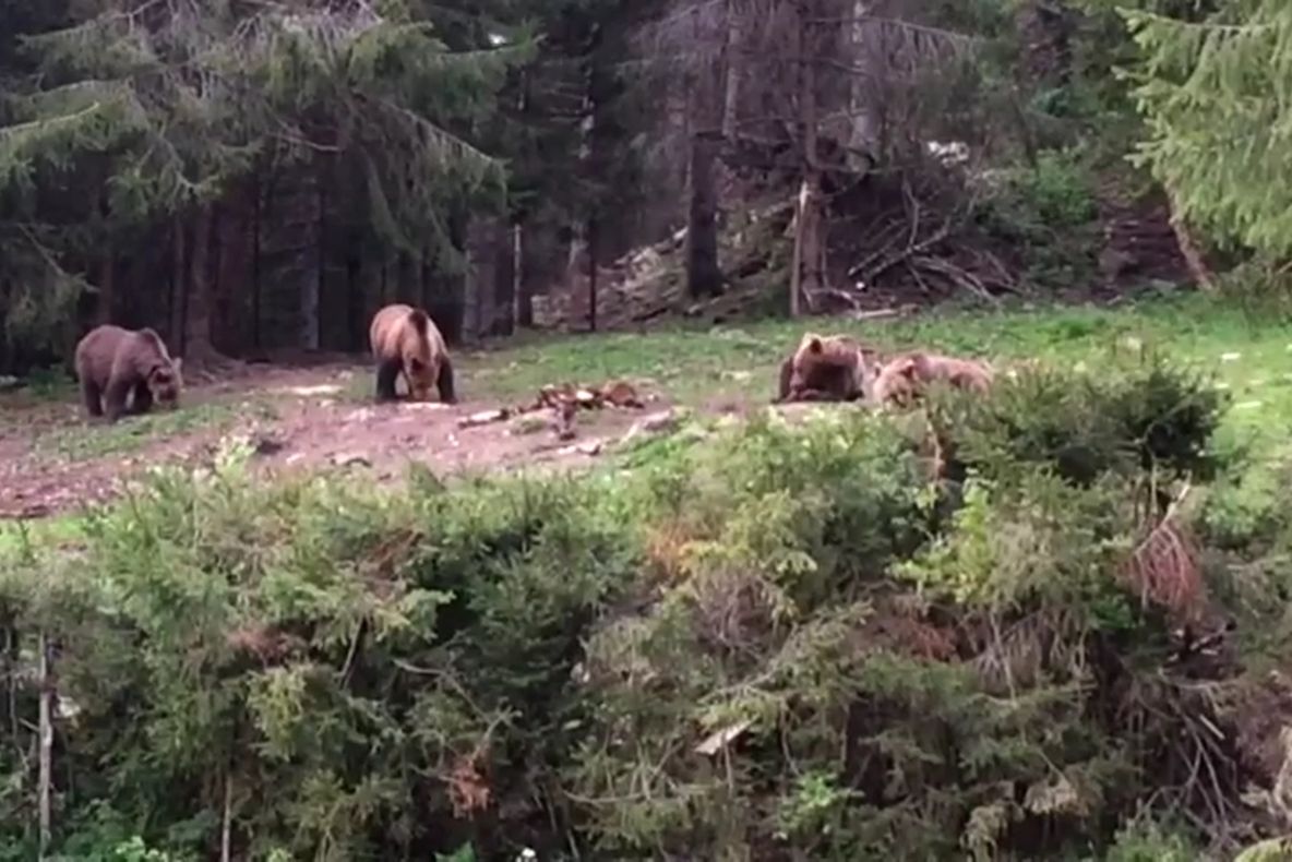 Imagini spectaculoase cu patru urși ieșiți din pădure să mănânce VIDEO