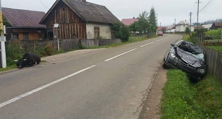 Un autoturism a ajuns într-un șanț, după ce a lovit o vacă aflată pe partea carosabilă FOTO