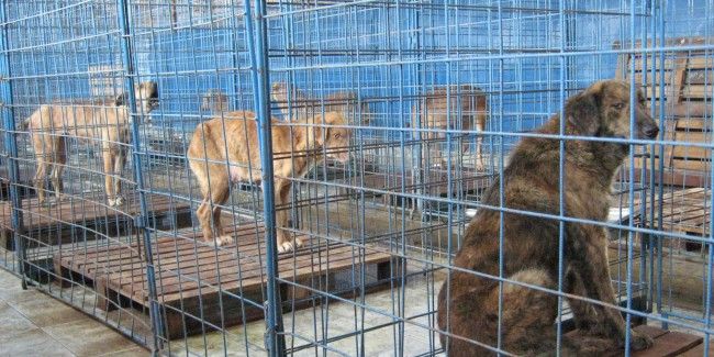 Petiție împotriva eutanasierilor din adăpostul de câini din Suceava