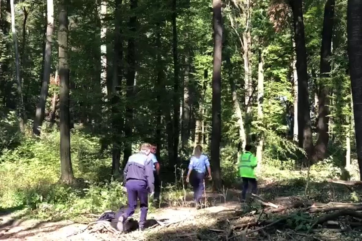 Un bărbat din Mălini a murit strivit de copacul pe care îl tăia