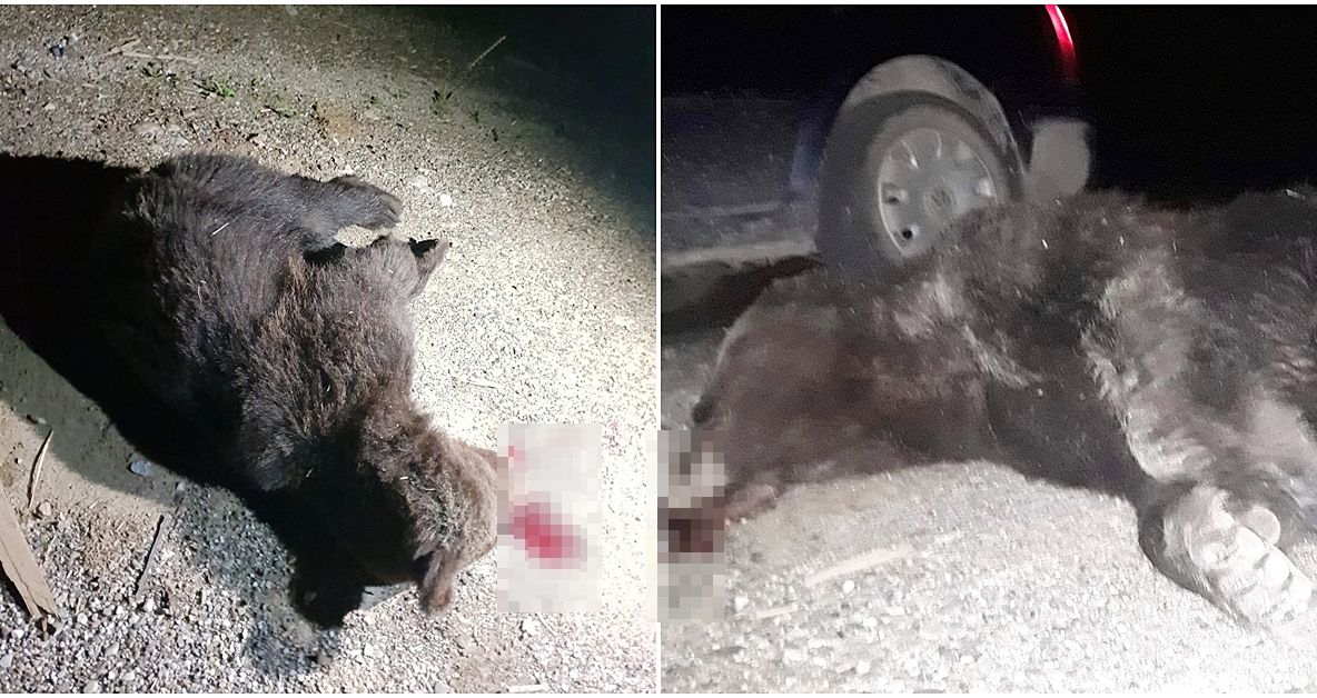 FOTO Jandarmii spun că au pierdut puiul de urs pe care l-au ciuruit cu două încărcătoare de pistol Carpați. Declarații contradictorii ale autorităților