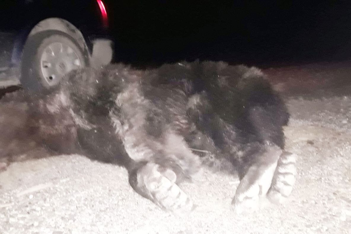 Ursul împușcat după ce a atacat un jandarm, de negăsit pentru autorități VIDEO