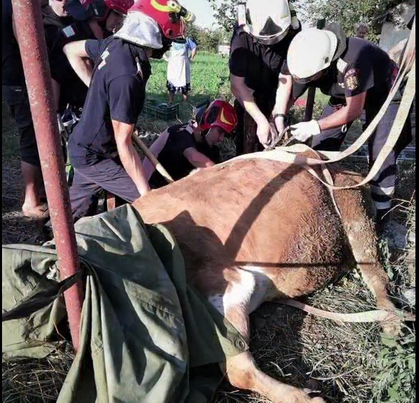 Vacă de 350 de kilograme salvată de pompieri dintr-un canal VIDEO