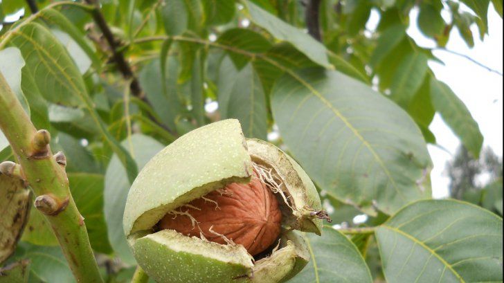 Un bărbat din Cajvana a ajuns în stare gravă la spital după ce a căzut dintr-un nuc