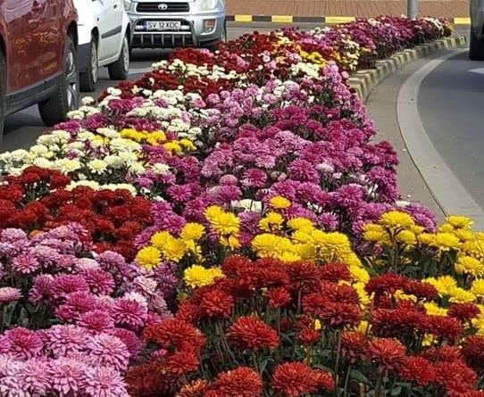 5.000 de crizanteme vor fi plantate în această toamnă, în municipiul Suceava FOTO