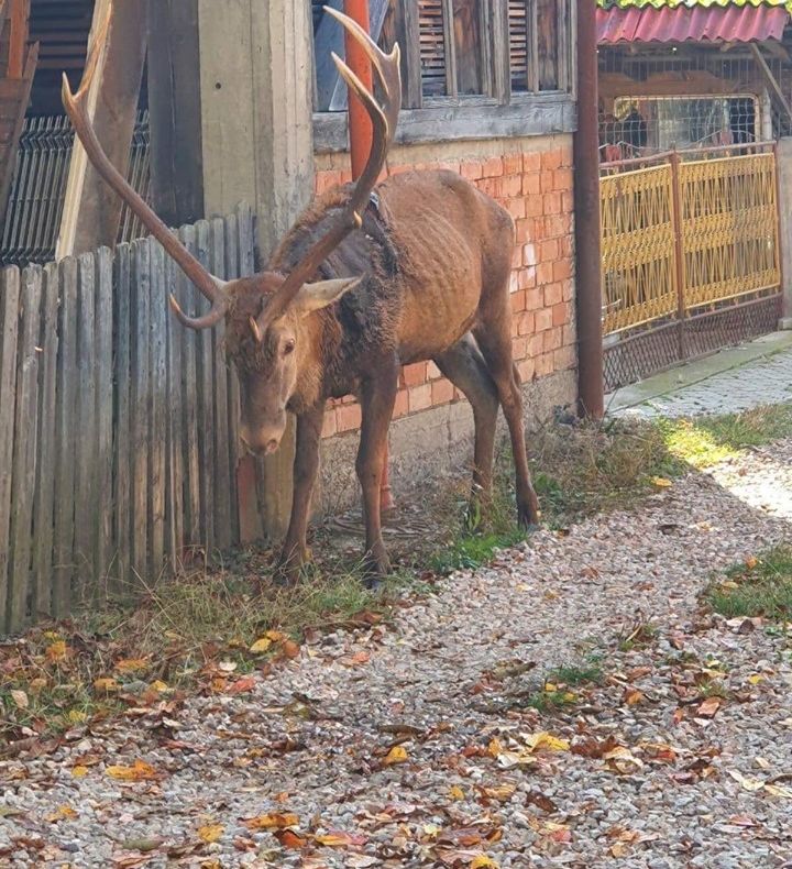 Un cerb împușcat de braconieri a coborât din pădure pentru a muri printre oameni FOTO
