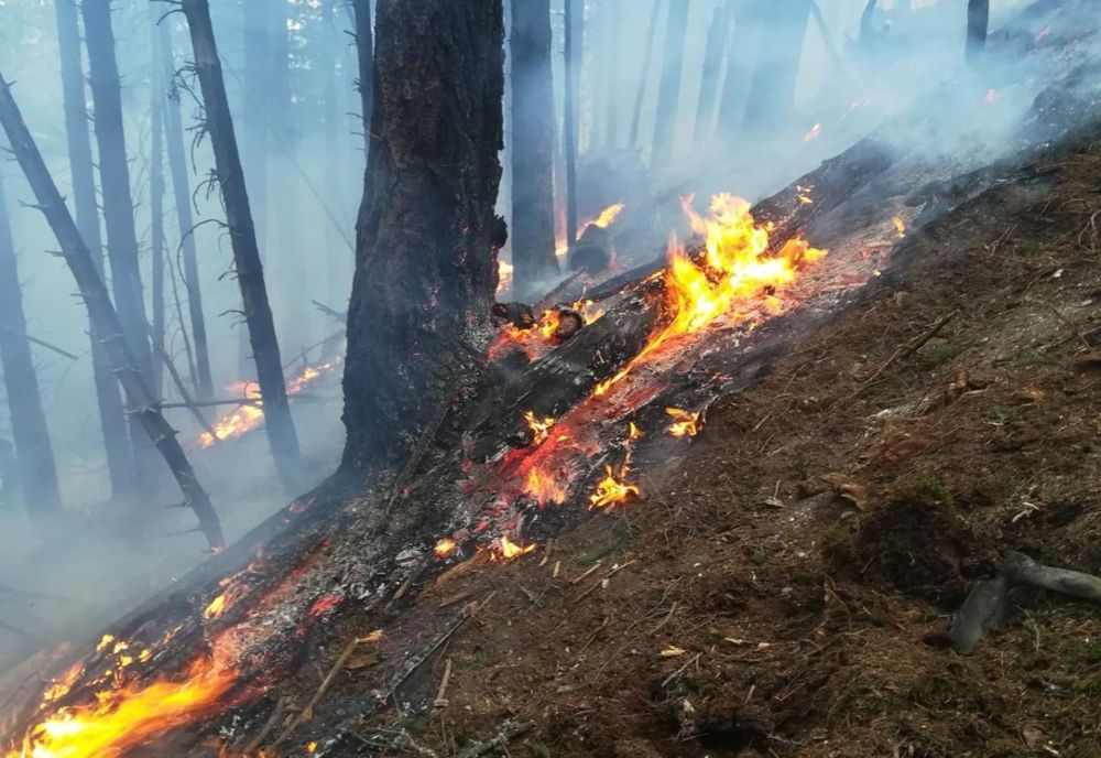 Incendiu pe raza Ocolului Silvic Pojorâta. Peste o sută de persoane au intervenit pentru lichidarea flăcărilor VIDEO
