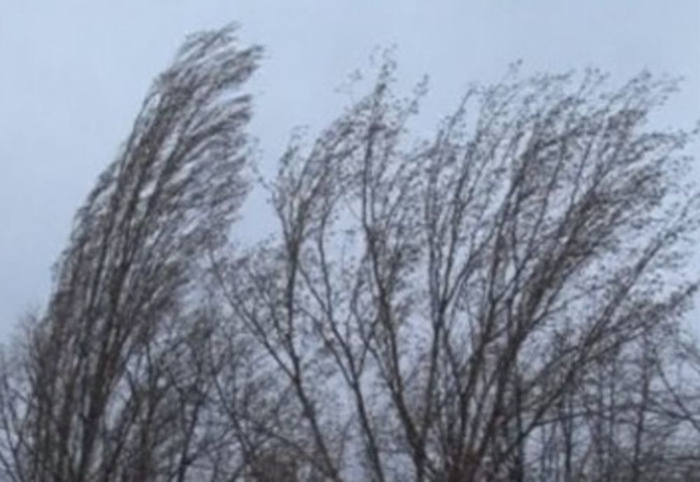 Cod galben de vânt în zona de munte a județului Suceava